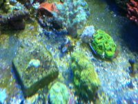 ImageUploadedByReefs1337883514.665879.jpg