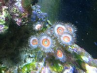 ImageUploadedByReefs1337883642.777700.jpg