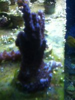 ImageUploadedByReefs1337883719.453186.jpg