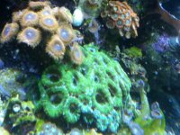 ImageUploadedByReefs1337883762.573290.jpg