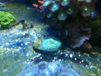 ImageUploadedByReefs1337883802.261936.jpg