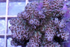 pinktip_vermiculata_colony.jpeg