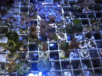 ImageUploadedByReefs1337884198.815466.jpg