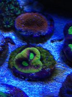 ImageUploadedByReefs1337888577.977799.jpg