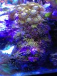 ImageUploadedByReefs1337888598.293945.jpg