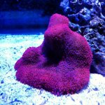 ImageUploadedByReefs1353527236.297322.jpg
