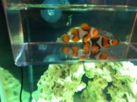 ImageUploadedByReefs1341424274.197886.jpg