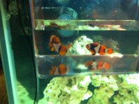 ImageUploadedByReefs1341424288.791894.jpg