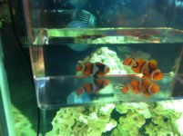 ImageUploadedByReefs1341424300.968800.jpg