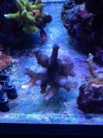 ImageUploadedByReefs1357424125.865264.jpg