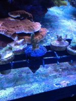 ImageUploadedByReefs1357424148.590193.jpg