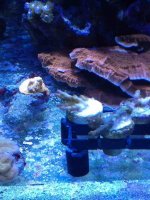 ImageUploadedByReefs1357424161.686737.jpg