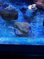 ImageUploadedByReefs1357424171.877052.jpg