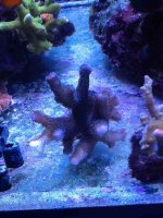 ImageUploadedByReefs1357424178.690600.jpg