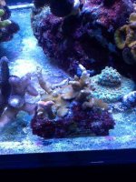 ImageUploadedByReefs1357424187.368297.jpg