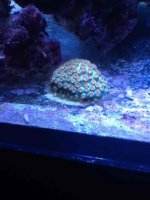 ImageUploadedByReefs1357424193.909525.jpg