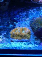 ImageUploadedByReefs1357424710.082168.jpg