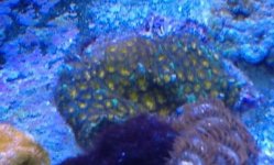 ImageUploadedByReefs1357424717.584020.jpg