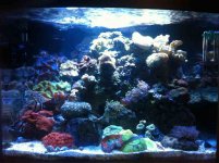 ImageUploadedByReefs1341459916.135582.jpg ImageUploadedByReefs1341459916.135582.jpg