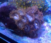 ImageUploadedByReefs1357424726.492662.jpg