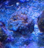 ImageUploadedByReefs1357424734.379112.jpg