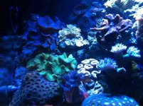 ImageUploadedByReefs1341459966.197726.jpg ImageUploadedByReefs1341459966.197726.jpg