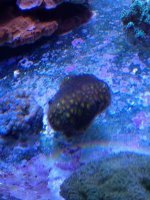 ImageUploadedByReefs1357424741.304994.jpg