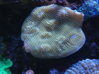 ImageUploadedByReefs1353542261.652798.jpg