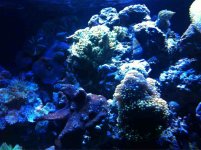 ImageUploadedByReefs1341459984.788249.jpg ImageUploadedByReefs1341459984.788249.jpg