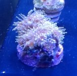 ImageUploadedByReefs1357424747.181661.jpg
