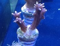 ImageUploadedByReefs1357424753.148025.jpg