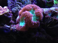 ImageUploadedByReefs1353542297.086359.jpg
