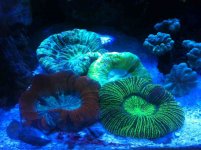 ImageUploadedByReefs1341460018.510536.jpg ImageUploadedByReefs1341460018.510536.jpg