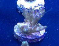 ImageUploadedByReefs1357424760.518786.jpg