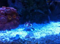 ImageUploadedByReefs1341460053.450869.jpg ImageUploadedByReefs1341460053.450869.jpg