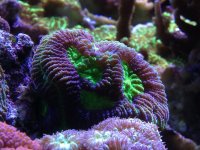 ImageUploadedByReefs1353542316.569417.jpg