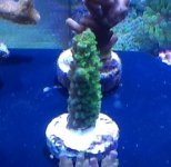 ImageUploadedByReefs1357424770.699328.jpg