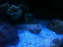 ImageUploadedByReefs1341460088.671192.jpg ImageUploadedByReefs1341460088.671192.jpg