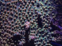 ImageUploadedByReefs1353542339.352766.jpg