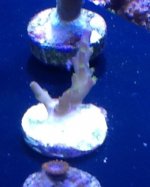 ImageUploadedByReefs1357424780.318275.jpg