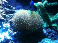 ImageUploadedByReefs1341460124.263488.jpg ImageUploadedByReefs1341460124.263488.jpg