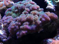 ImageUploadedByReefs1353542390.755203.jpg