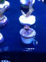 ImageUploadedByReefs1357424787.121431.jpg