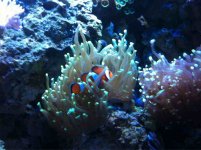 ImageUploadedByReefs1341460154.270143.jpg ImageUploadedByReefs1341460154.270143.jpg