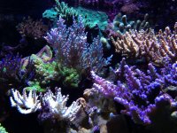 ImageUploadedByReefs1353542426.571925.jpg