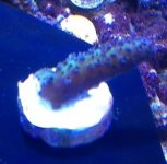 ImageUploadedByReefs1357424793.822240.jpg