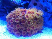 ImageUploadedByReefs1341460194.631639.jpg ImageUploadedByReefs1341460194.631639.jpg