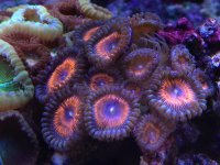 ImageUploadedByReefs1353542456.069557.jpg