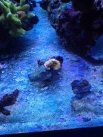 ImageUploadedByReefs1357424799.868587.jpg
