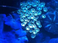 ImageUploadedByReefs1341460359.874321.jpg ImageUploadedByReefs1341460359.874321.jpg